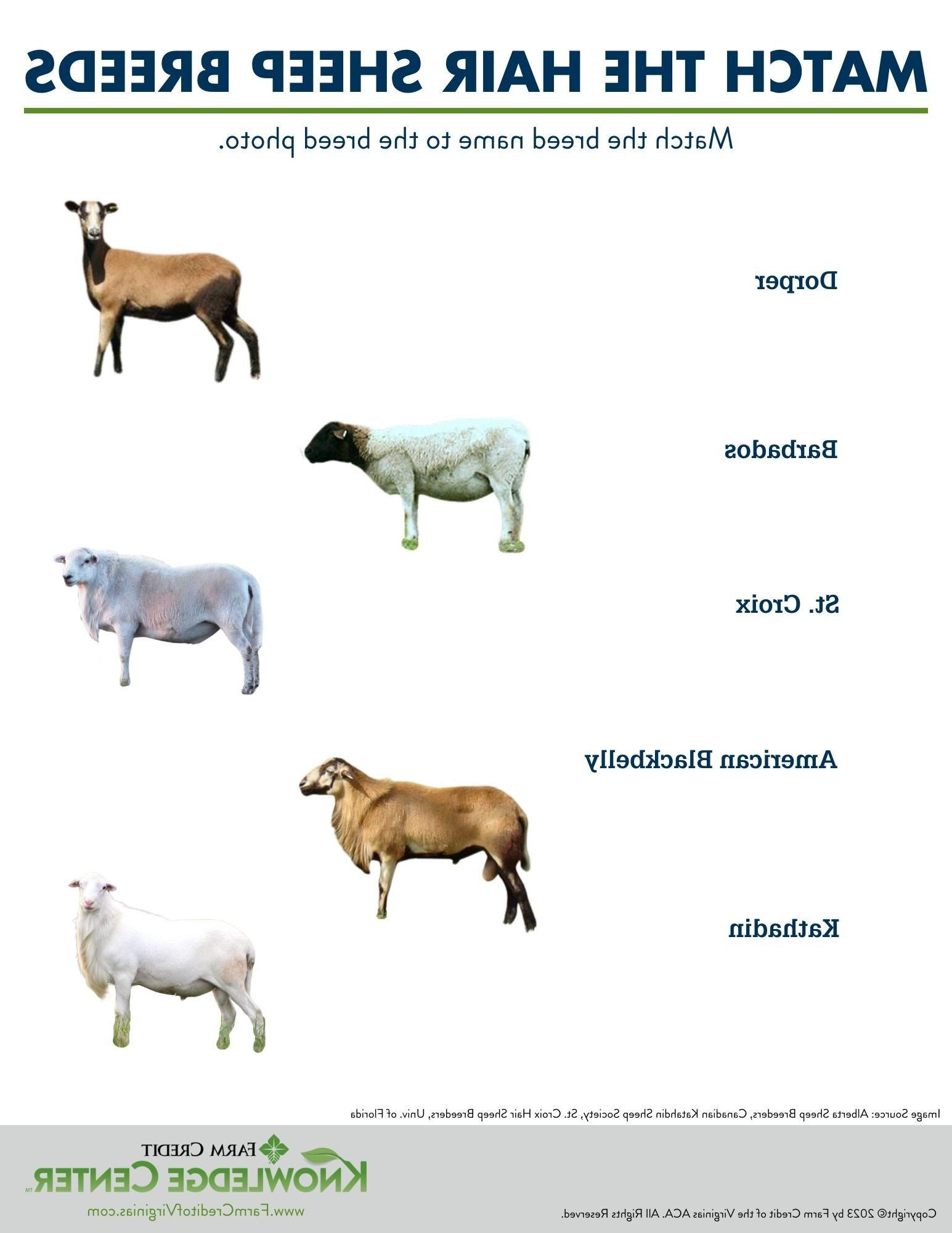 hair sheep worksheet